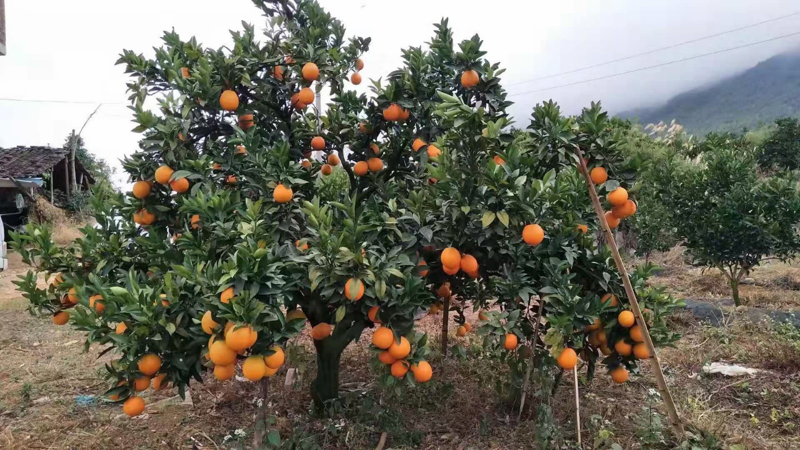 微信圖片_20201209090729.jpg 微信圖片_20201209090729.jpg